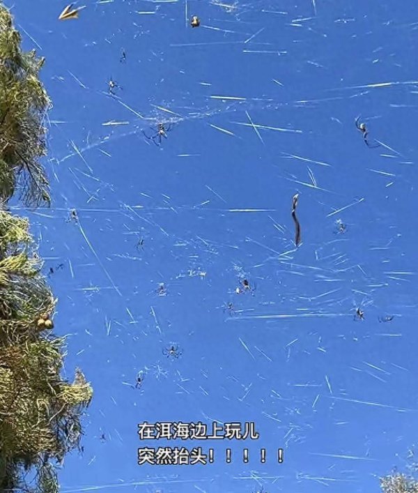 富裕配 网友称大理洱海景区上空现大量蜘蛛，抬头“漫天蜘蛛网”，当地村委回应：没有毒，每年都会定期清理